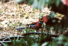 Crimson Rosella (Platycercus elegans)