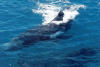 Southern Humpback Whale (Megaptera novaeangliae australis)