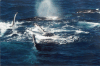 Southern Humpback Whale (Megaptera novaeangliae australis)