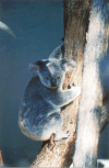 Koala (Phascolarctos cinereus)