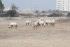 Arabian Oryx (Oryx leucoryx)