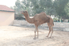 Dromedary (Camelus dromedarius)