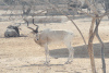 Addax (Addax nasomaculatus)