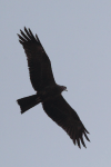 Black Kite (Milvus migrans)