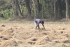 Rice Harvest Hand