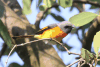 Small Minivet (Pericrocotus cinnamomeus)