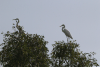 Eastern Great Egret (Ardea alba modesta)