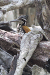 Greater Flameback (Chrysocolaptes guttacristatus)