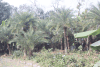 Date Palms Collecting Pots