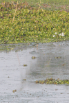 Grey-headed Swamphen (Porphyrio poliocephalus)