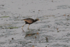 Bronze-winged Jacana (Metopidius indicus)