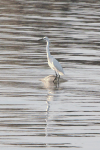 Eastern Great Egret (Ardea alba modesta)