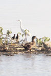 Eastern Great Egret (Ardea alba modesta)