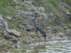 Tricolored Heron (Egretta tricolor)