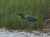 Little Blue Heron (Egretta caerulea)