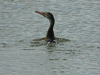 Double-crested Cormorant (Phalacrocorax auritus)