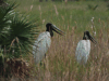 Jabiru (Jabiru mycteria)