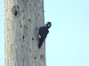 Acorn Woodpecker (Melanerpes formicivorus)