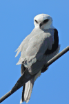 White-tailed Kite (Elanus leucurus)