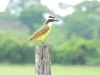 Great Kiskadee (Pitangus sulphuratus)