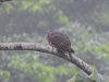 Short-billed Pigeon (Patagioenas nigrirostris)