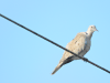 Eurasian Collared Dove (Streptopelia decaocto)