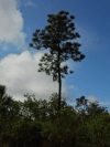 Caribbean Pine (Pinus caribaea)