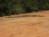 Yucatán Neotropical Rattlesnake (Crotalus tzabcan)