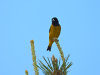 Black-headed Siskin (Spinus notatus)