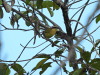 Rufous-capped Warbler (Basileuterus rufifrons)