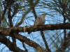 Black-and-white Warbler (Mniotilta varia)