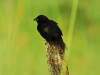 Blue-black Grassquit (Volatinia jacarina)