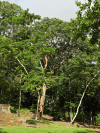 Gumbo Limbo (Bursera simaruba)