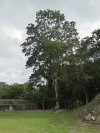 Big-leaf Mahogany (Swietenia macrophylla)