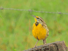 Eastern Meadowlark (Sturnella magna)