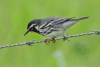 Yellow-throated Warbler (Setophaga dominica)