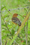 Baltimore Oriole (Icterus galbula)