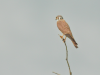 American Kestrel ssp. tropicalis (Falco sparverius tropicalis)