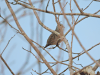 Plain-breasted Ground Dove (Columbina minuta)