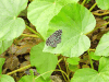 Mexican Bluewing (Myscelia ethusa)