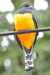 Gartered Trogon (Trogon caligatus)