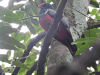 Slaty-tailed Trogon (Trogon massena)