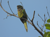 Olive-throated Parakeet (Eupsittula nana)