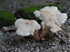 Mushrooms