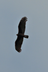 Lesser Yellow-headed Vulture (Cathartes burrovianus)