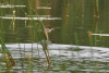 Pied-billed Grebe (Podilymbus podiceps)