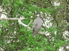 Snail Kite (Rostrhamus sociabilis)