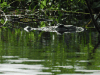 Crocodylus moreletii