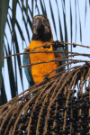 Blue-and-yellow Macaw (Ara ararauna)