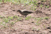 Picui Ground Dove (Columbina picui)